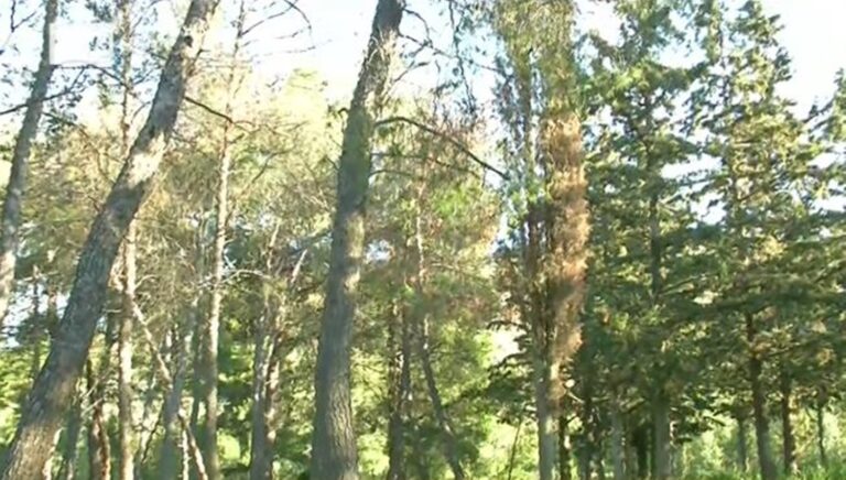 Νεκρώνονται τα δέντρα στον Υμηττό λόγω κλιματικού στρες – «Άμεση η ανάγκη να απομακρυνθούν για να μη προσβληθούν κι άλλα», λέει ο δασάρχης Πεντέλης