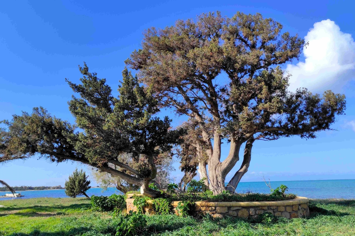 Λακωνία: Τρία νέα μνημειακά δέντρα εντάχθηκαν στο Δίκτυο των αιωνόβιων δέντρων της Ελληνικής Επανάστασης