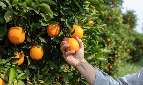 Επιστολή Περιφερειάρχη Δυτικής Ελλάδας για την ακαρπία στα πορτοκάλια