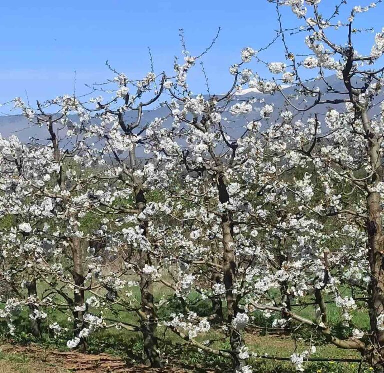 Από το Χανάμι του Τόκιο στις ανθισμένες κερασιές της Πέλλας Ιάπωνας διπλωμάτης