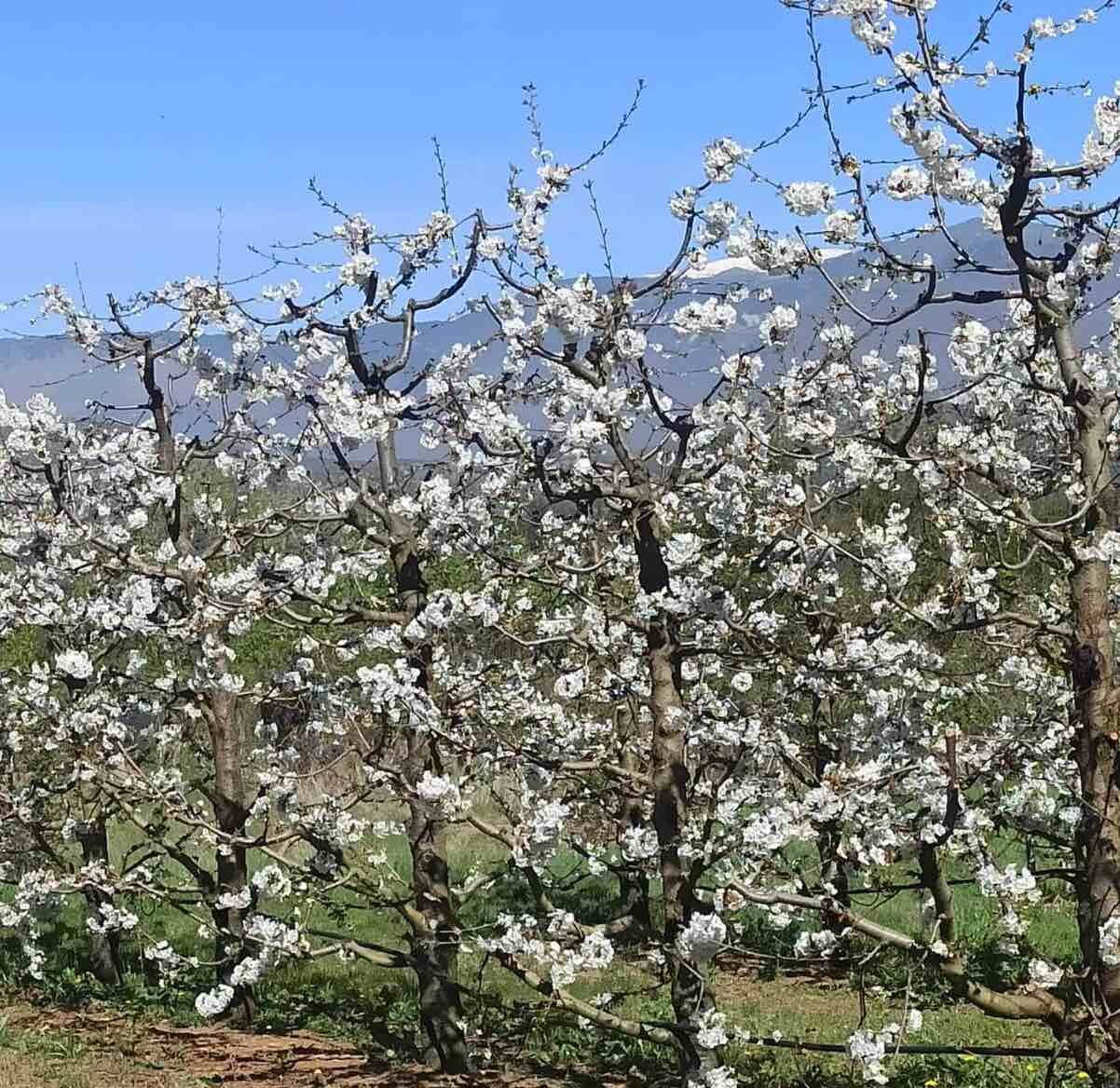 Από το Χανάμι του Τόκιο στις ανθισμένες κερασιές της Πέλλας Ιάπωνας διπλωμάτης