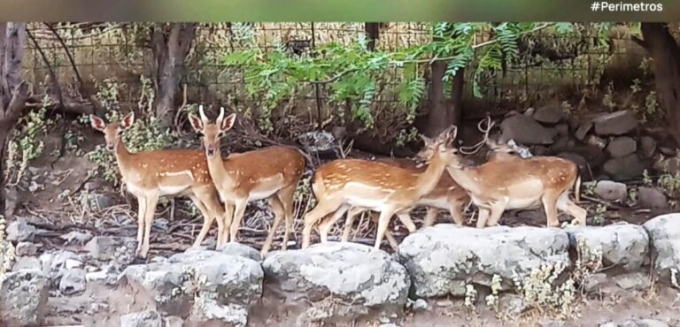 Υπερπληθυσμός των ελαφιών στην Λήμνο