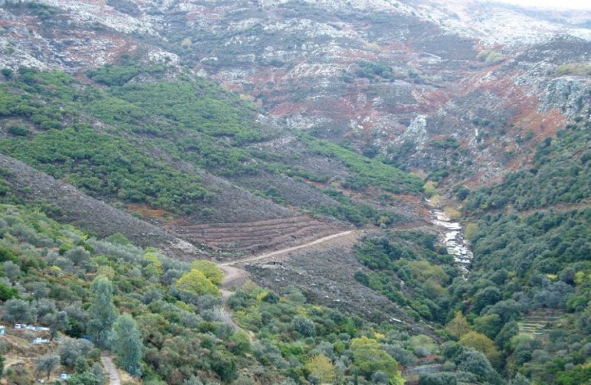 Παρουσιάζεται σήμερα στο Γεωπονικό Πανεπιστήμιο η ρίγανη Ικαρίας