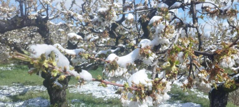 Θεσσαλία: Ανησυχία για τις δενδροκαλλιέργειες λόγω παγετού