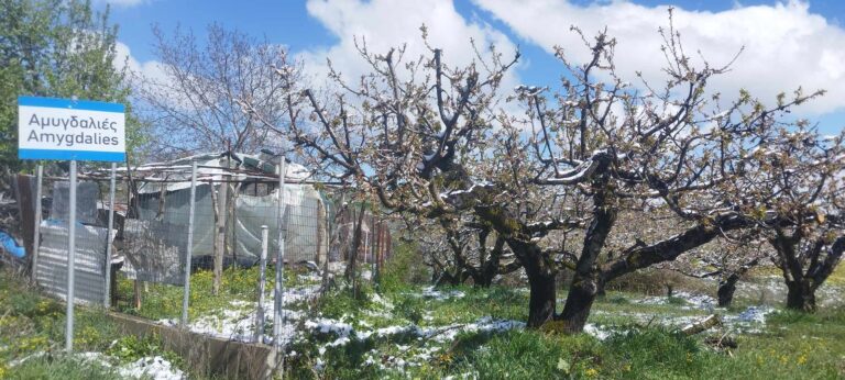 Γρεβενά: Ζημιές από το χιόνι και τις χαμηλές θερμοκρασίες σε καλλιέργειες