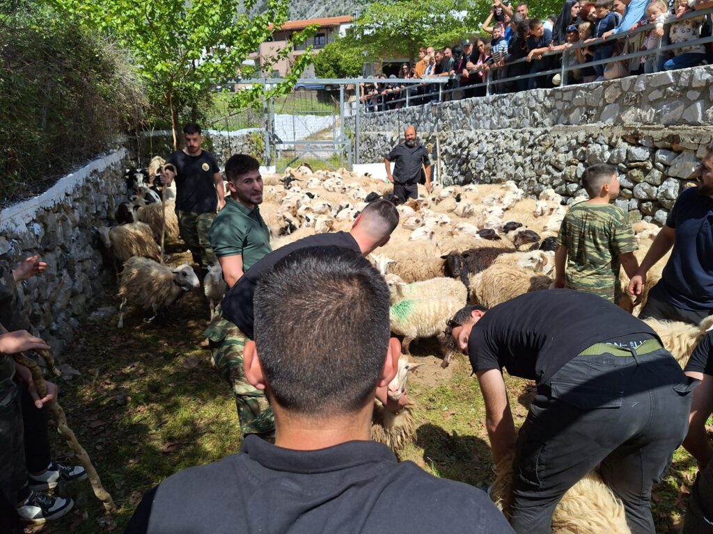 Χανιά: Αναβίωσε και φέτος το έθιμο της ευλογίας των προβάτων στην Ασή Γωνιά