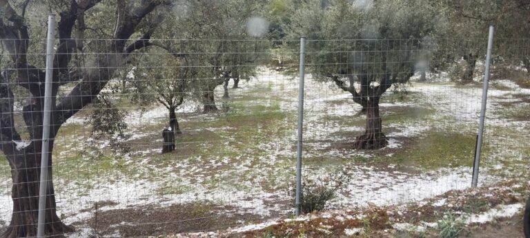 Ζημιές σε καλλιέργειες από μπουρίνι στην Πηνεία Ήλιδας