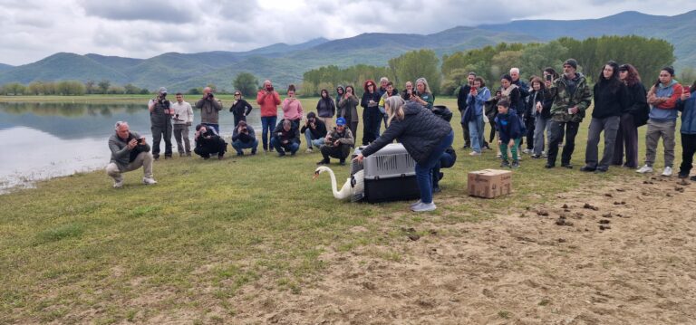 Σέρρες: Πέταξαν ελεύθερα πάνω από την Κερκίνη 15 αποθεραπευμένα πουλιά (βίντεο)