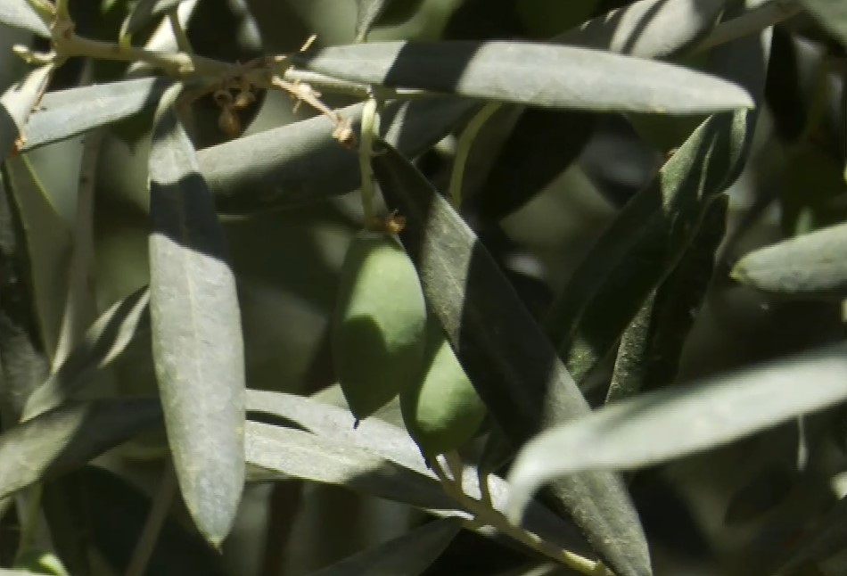 Οι δασμοί Τραμπ προκαλούν αγωνία στους παραγωγούς ελιάς και φέτας