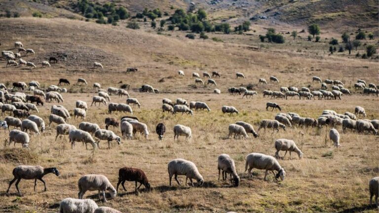 Έβρος: Καθαρός από ευλογιά εδώ και 3 μήνες – 3.000 αιγοπρόβατα θανατώθηκαν στη Σαμοθράκη