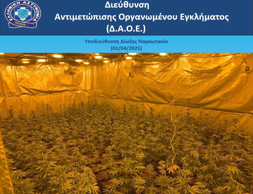 Εξαρθρώθηκε εγκληματική οργάνωση που καλλιεργούσε κάνναβη και διακινούσε ναρκωτικά – Επτά συλλήψεις σε Αττική και Κρήτη (βίντεο)