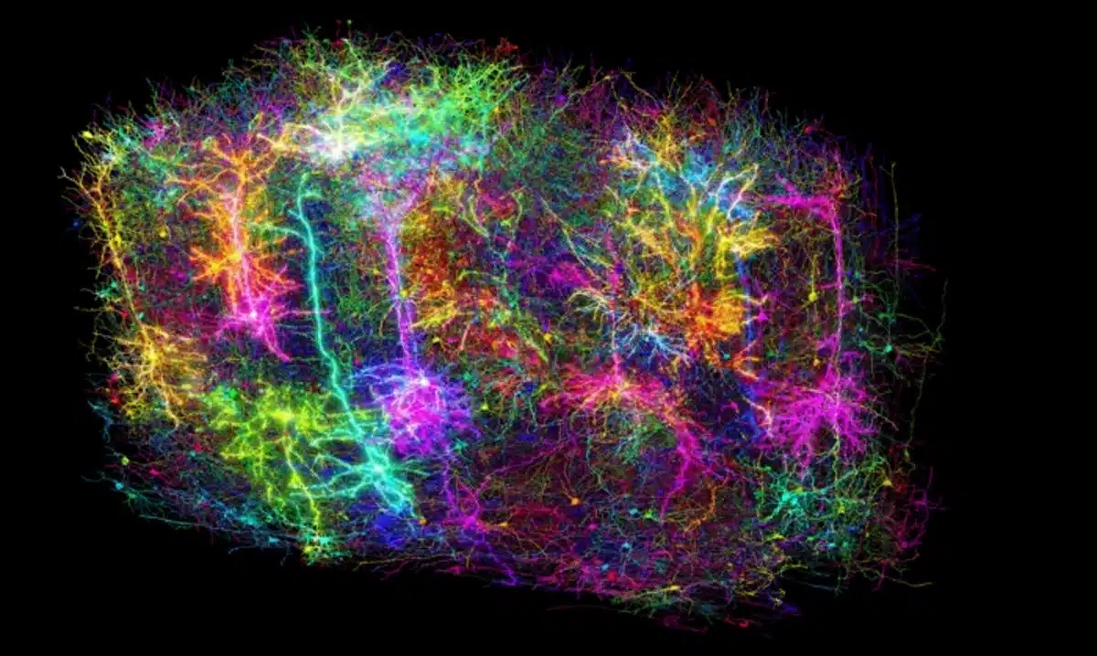 microns-brain-map-neuroscience