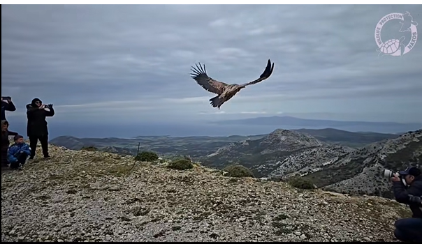 Δύο όρνεα πετούν ξανά ελεύθερα στον ουρανό της Νάξου με τη βοήθεια του Συλλόγου Προστασίας Άγριας Ζωής