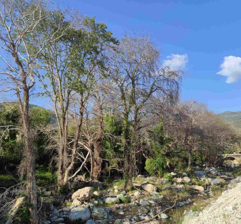 Περιβαλλοντική Πρωτοβουλία Μαγνησίας: Η καταστροφή των πλατανιών στον Κραυσίνδωνα