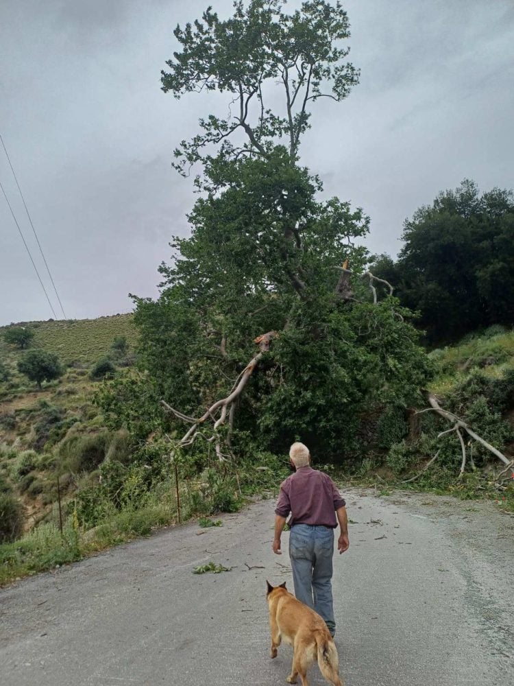 Ακυρώσεις πτήσεων, πτώσεις δέντρων και διακοπές ρεύματος λόγω των ισχυρών νοτιάδων στην Κρήτη