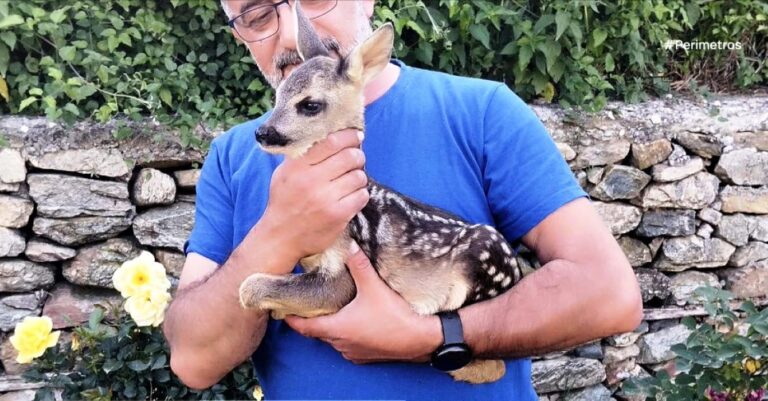 Τα Ζαρκάδια επιστρέφουν στο φυσικό τους περιβάλλον
