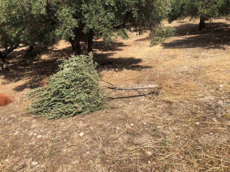 Παρέμβαση του Πρωθυπουργού ζητά με επιστολή του, ο Σύλλογος για την Αντιμετώπιση της αδεσποτίας
