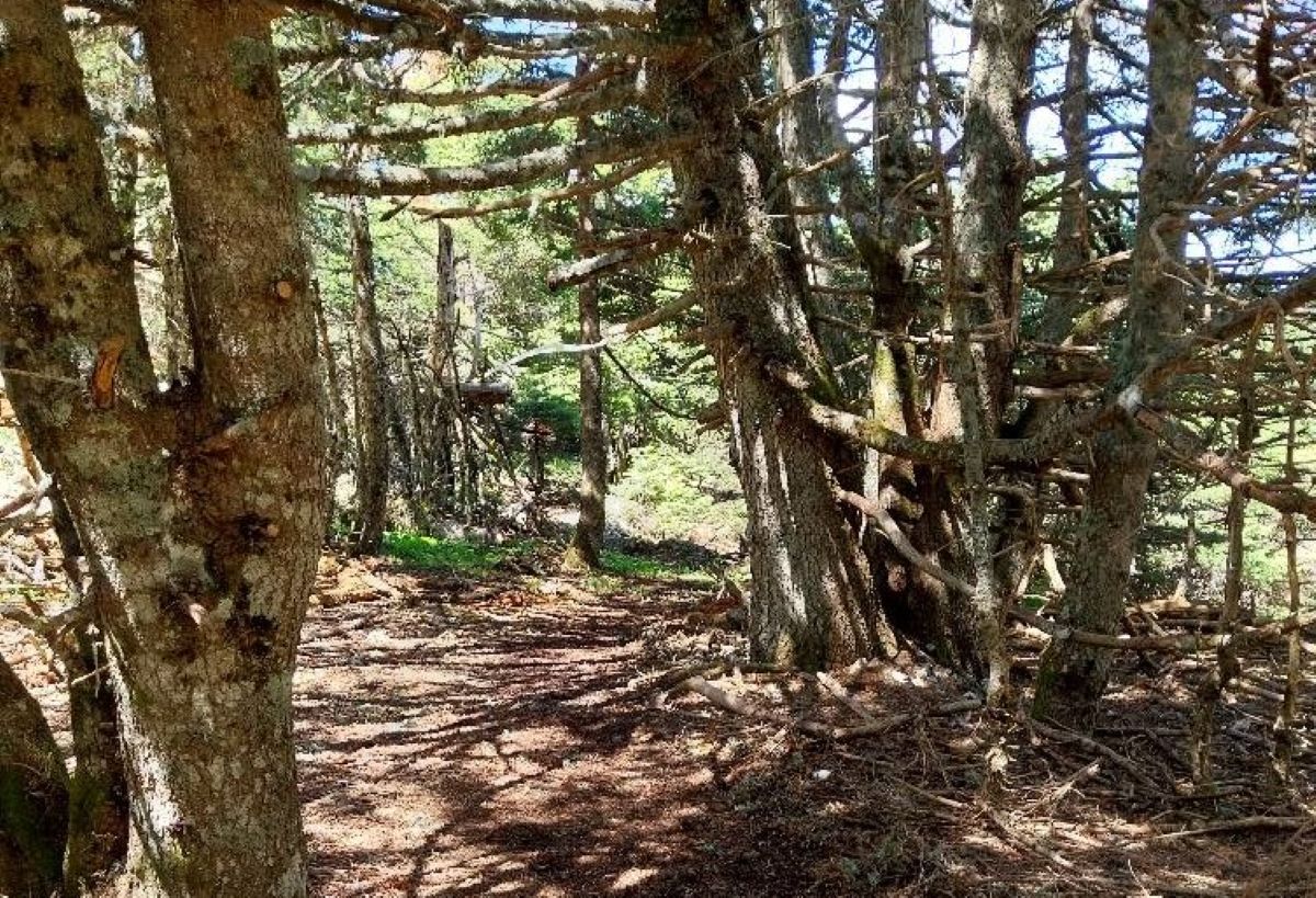 Αργολίδα: 4ο Farmakas Mountain Running