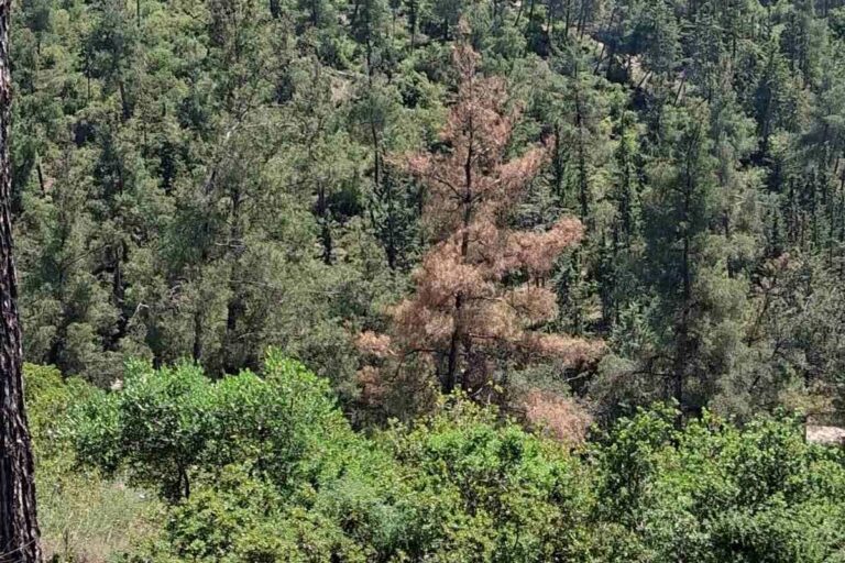 Σ. Δανιηλίδης: Το φλοιοφάγο έντομο συνεχίζει να απειλεί το Σέιχ Σου- Άμεσα συντονισμός για την αντιμετώπισή του