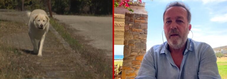 Κύθνος: “Πρόκειται για ένα πρωτοφανές και καταδικαστέο γεγονός” δηλώνει ο δήμαρχος για τις φόλες σε ζώα