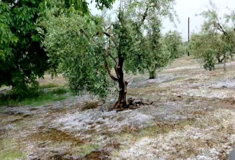 Χαλκιδική: Σφοδρή χαλαζόπτωση κατέστρεψε καλλιέργειες ελιάς
