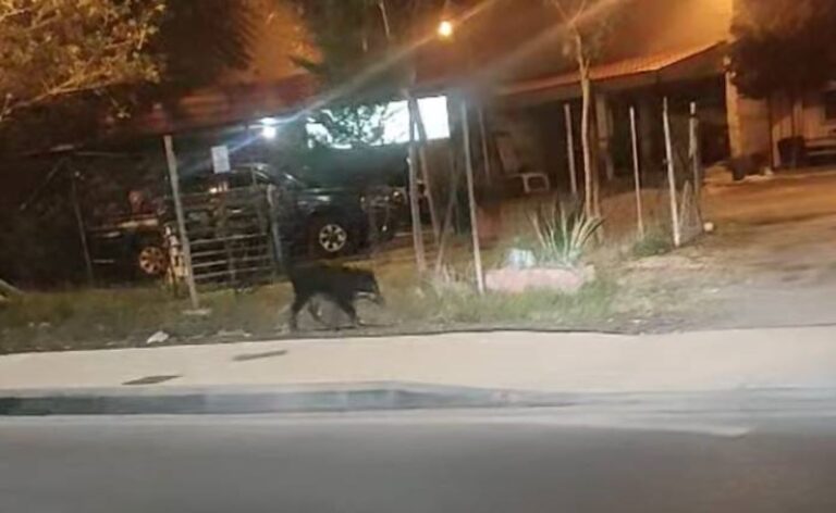 Αγριογούρουνα έκαναν και πάλι την εμφάνισή τους στον Βόλο