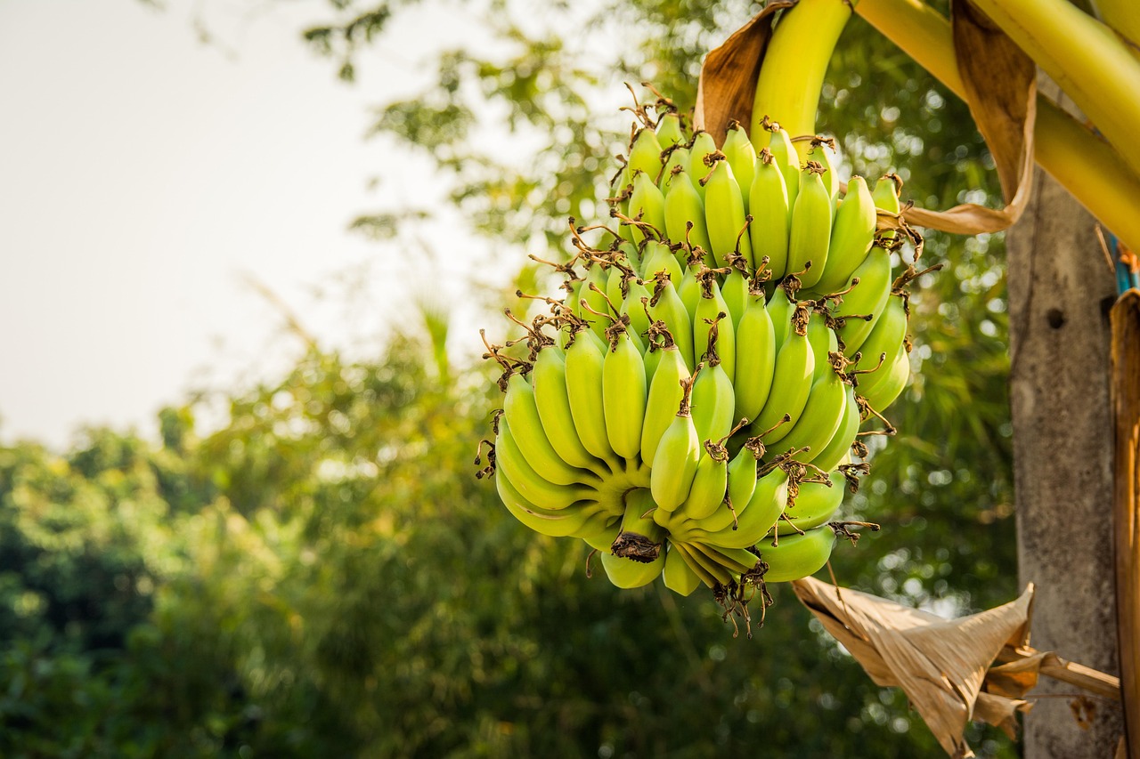 banana-tree-3289749_1280