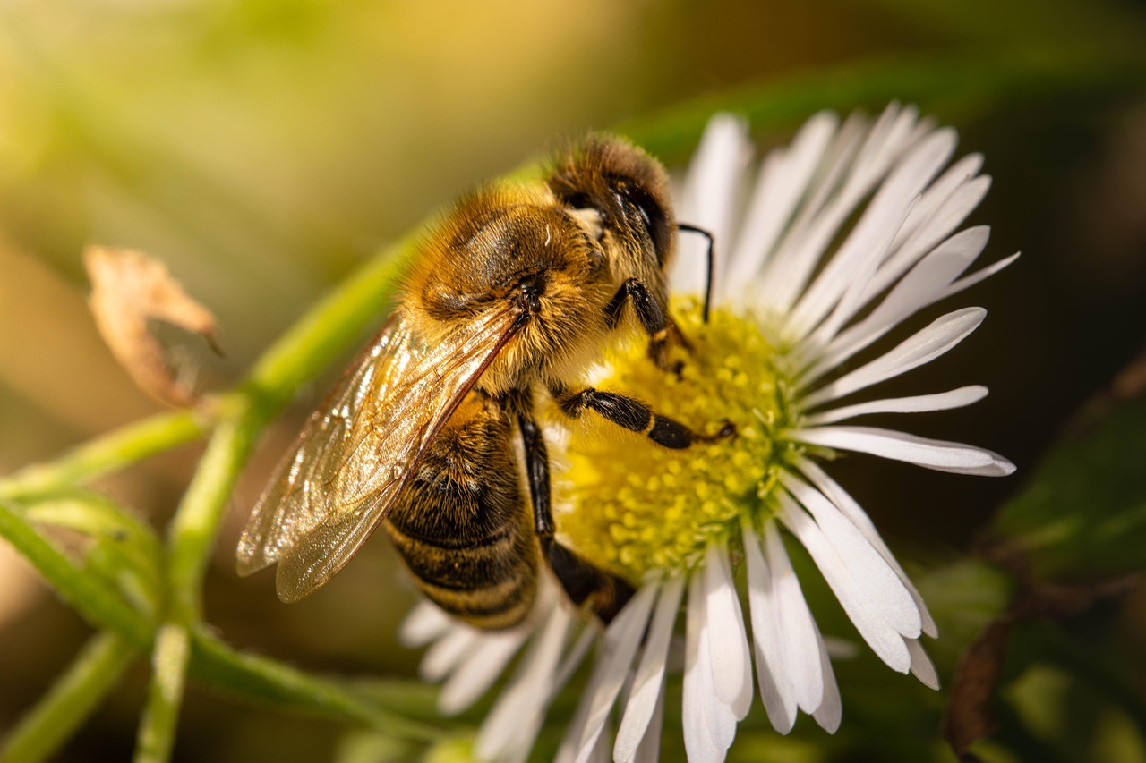 bee-8190665_1280