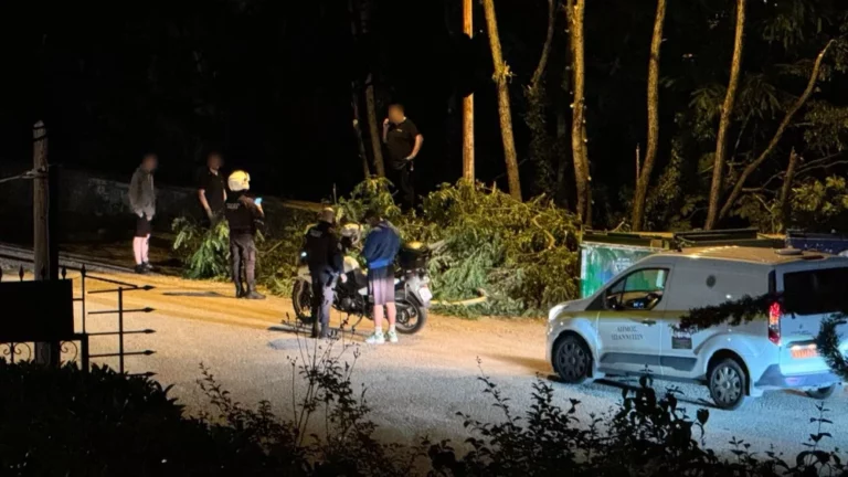Παράνομη κοπή δέντρων στο Φρόντζο – Χωρίς άδεια από τον Δήμο Ιωαννιτών