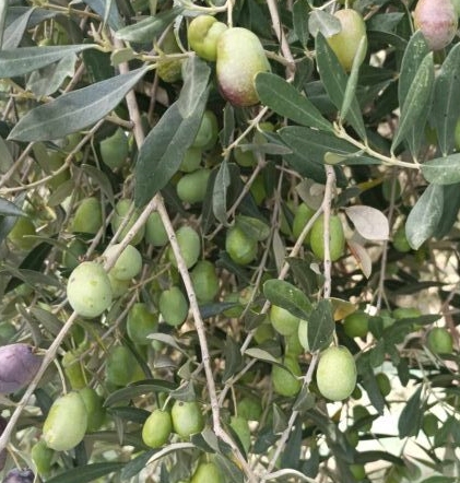 Επτά βραβεία κατέκτησαν τα λεσβιακά Ελαιόλαδα στον 10ο Διαγωνισμό Ελαιόλαδου ATHENA IOOC