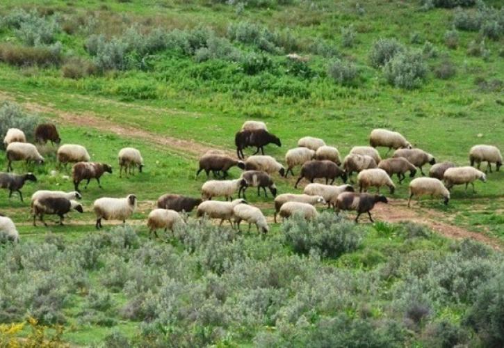 Θεσσαλονίκη: Η ελληνική κτηνοτροφία φθίνει και το 2026 αναμένεται ακόμη πιο δύσκολο, λέει ο αντιπρόεδρος του Συνδέσμου Ελληνικής Κτηνοτροφίας