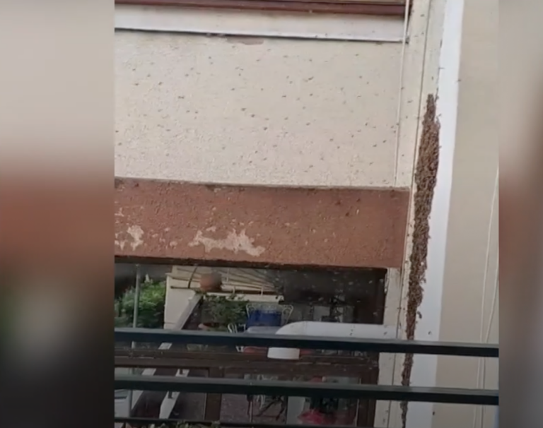 Θεσσαλονίκη: Μελίσσι αναστάτωσε  δημοτικό σχολείο- Βίντεο από την απομάκρυνσή του