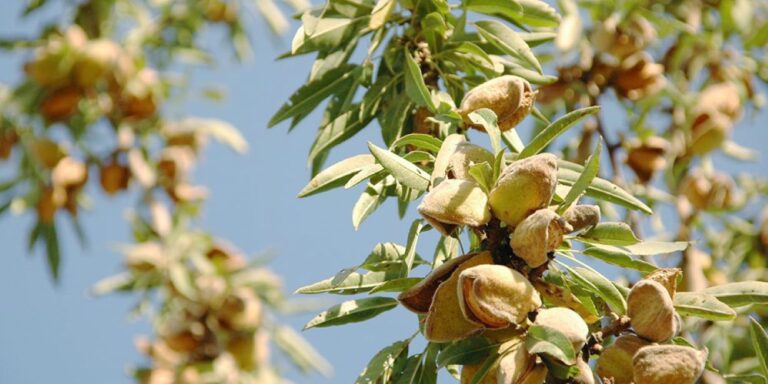 Στήριξη Δενδροκαλλιεργειών στις Παραλίμνιες Περιοχές της Μαγνησίας ζητούν βουλευτές του ΚΚΕ