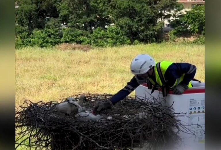 Εντυπωσιακή διάσωση νεοσσών πελαργών στη Φιλιππιάδα