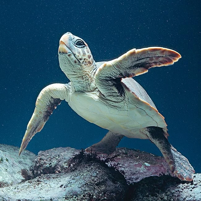 Την άγρια θανάτωση θαλάσσιας χελώνας caretta – caretta καταγγέλλει ο Φιλοζωικός Σύλλογος Χανίων
