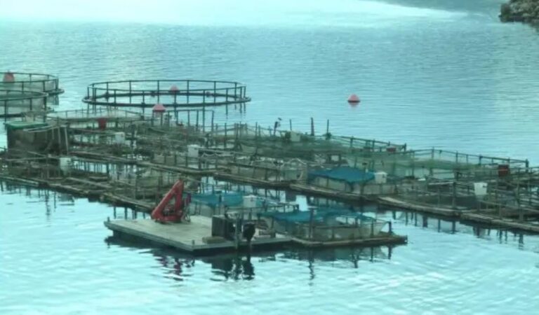 Ανησυχία Περιβαλλοντικής Πρωτοβουλίας Μαγνησίας για ιχθυοκαλλιέργειες στον Παγασητικό