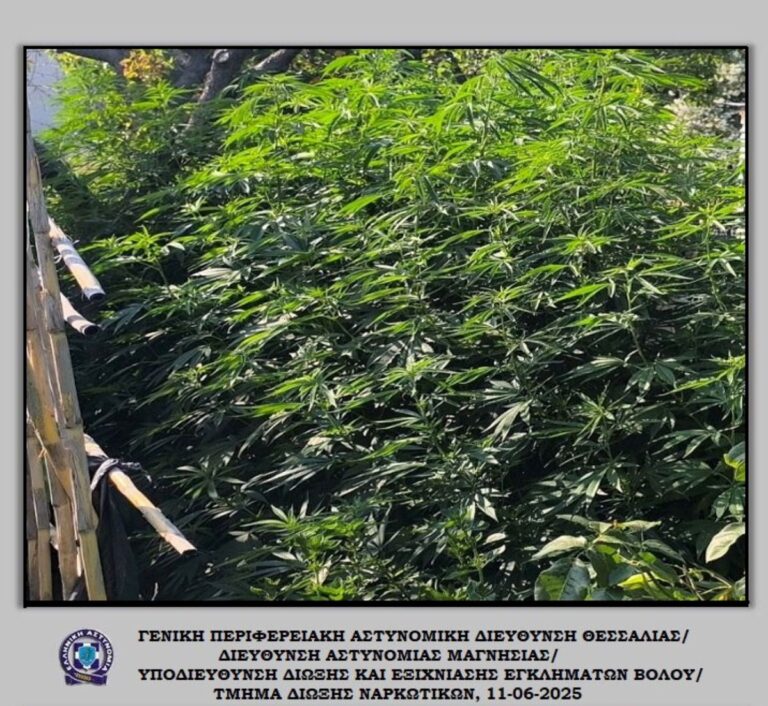 Συνελήφθη 49χρονος στον Βόλο για καλλιέργεια κάνναβης – Εντοπίστηκε μίνι φυτεία στις Αλυκές