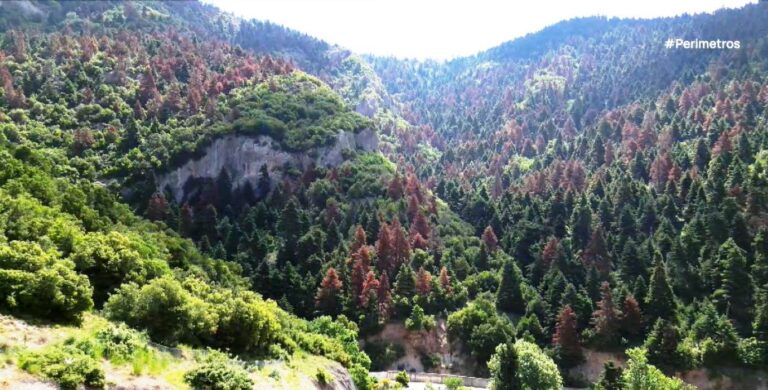 Γιατί ξεραίνονται τα έλατα στην Πελοπόννησο;