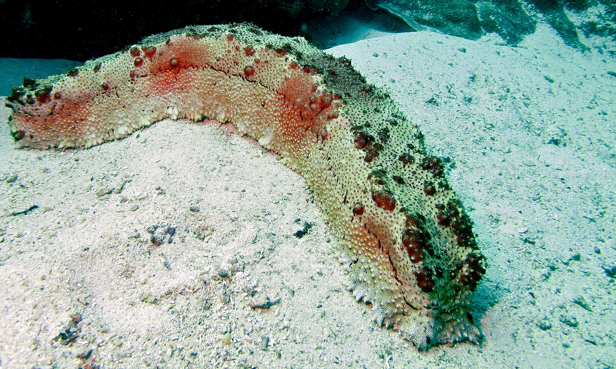 2048px-sea-cucumber-thelenota-anax-8499582873