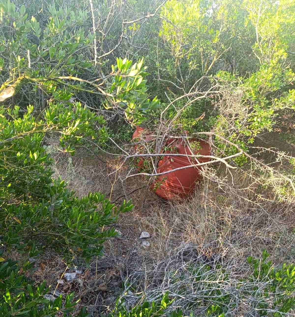 Μεσσηνία: Εντοπίστηκαν 24 κιλά κάνναβης κρυμμένα σε αγροτοδασική περιοχή των Γαργαλιάνων