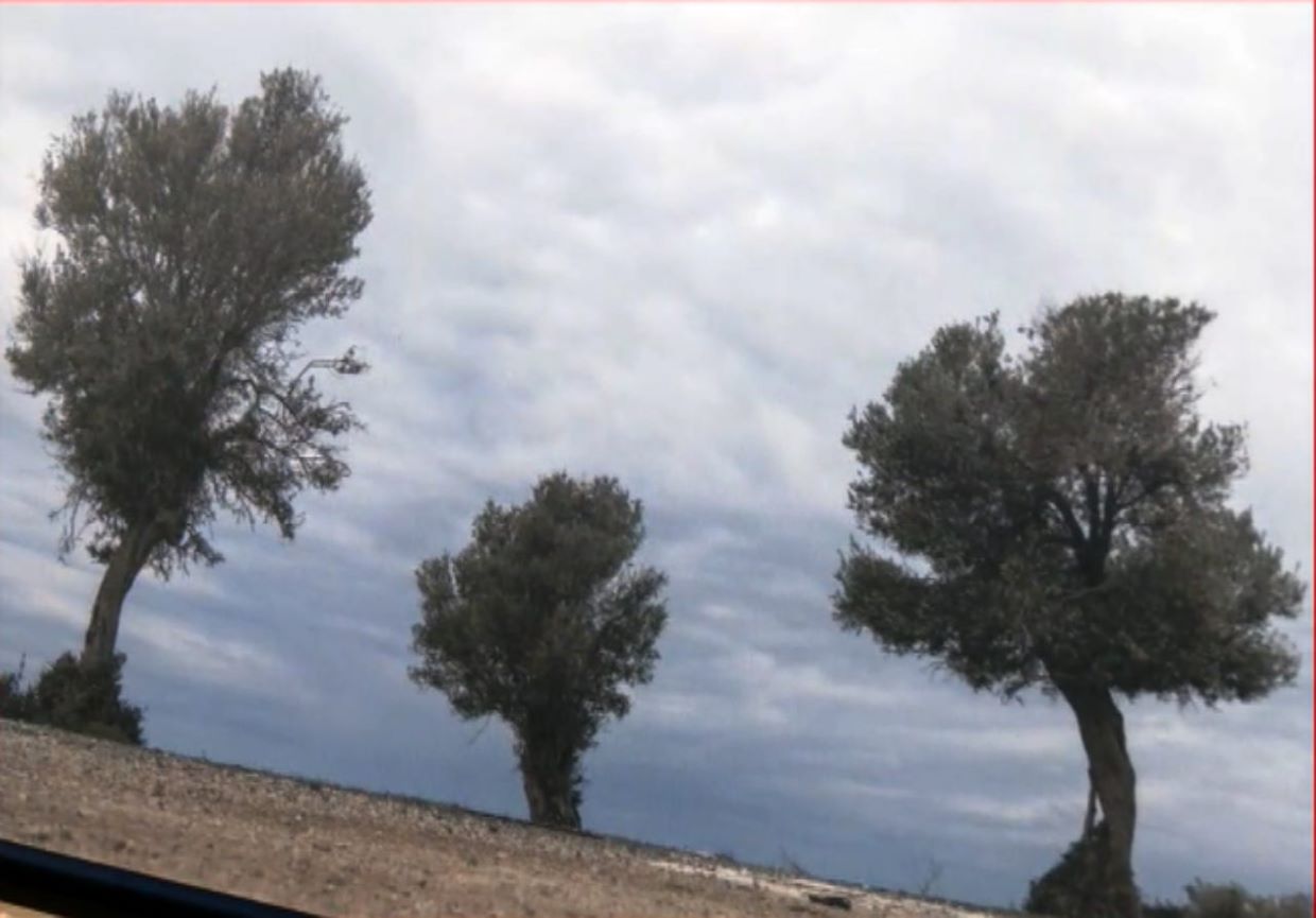 Η ελιά μέσα από τον φωτογραφικό φακό