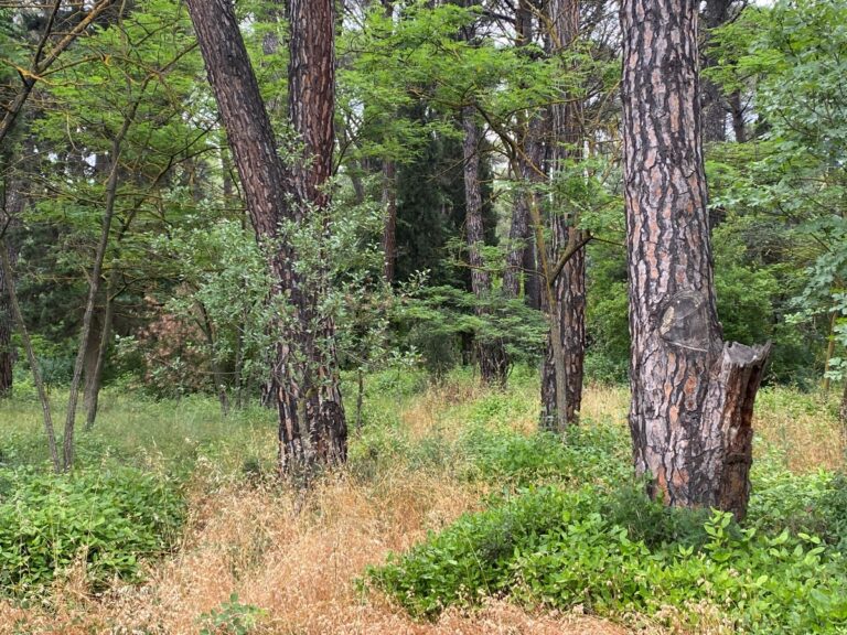 Στο «κίτρινο» για πυρκαγιά Αργολίδα, νότια Λακωνία και Κορινθία
