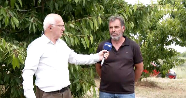Αμυγδαλιές Γρεβενών: Ολική καταστροφή της παραγωγής κερασιών