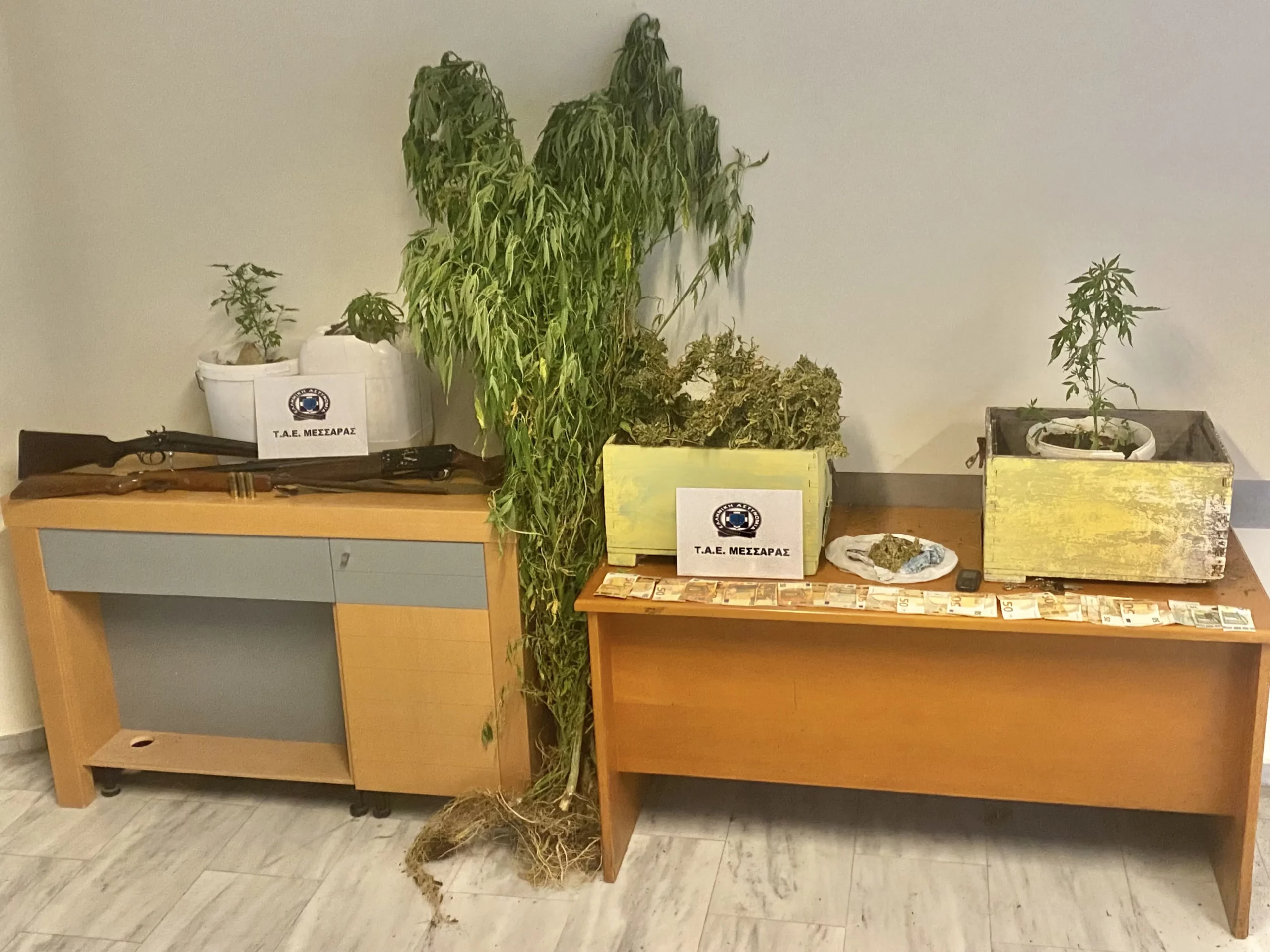 Ηράκλειο: Έκρυβαν κάνναβη μέσα σε κυψέλες μελισσών – Χειροπέδες σε δύο άτομα – Εκριζώθηκε φυτεία
