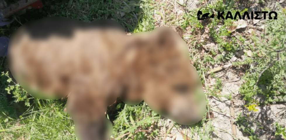 Καστοριά: Εντοπίστηκε νεκρή αρκούδα στο χωριό Αμπελόκηποι