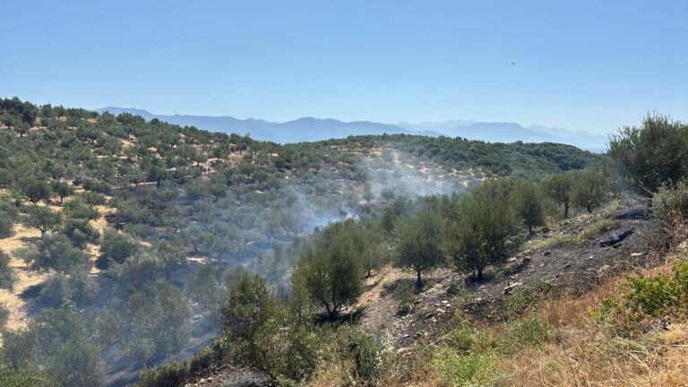 Μεσσηνία: Σε ύφεση η φωτιά στο Αριστοδήμειο – Έκαψε ελαιόδεντρα