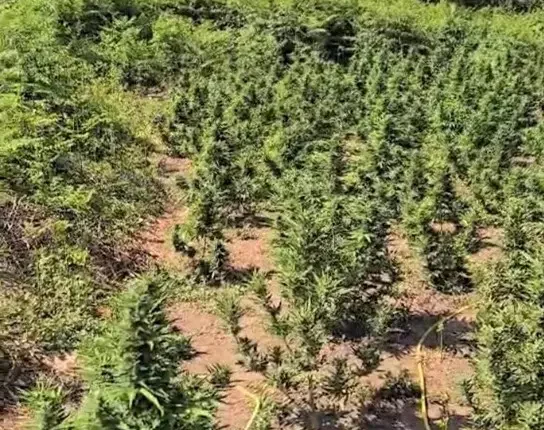 Καβάλα: Επ΄αυτοφώρω σύλληψη άνδρα για καλλιέργεια φυτείας κάνναβης σε δύσβατη περιοχή της Χαλκιδικής (βίντεο)
