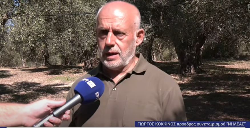 Πρόεδρος «Νηλέα»: «Το μέλλον του παραδοσιακού ελαιώνα είναι δυσοίωνο- Λάθος ο τρόπος εφαρμογής του Ελαιοκομικού Μητρώου» (ηχητικό)