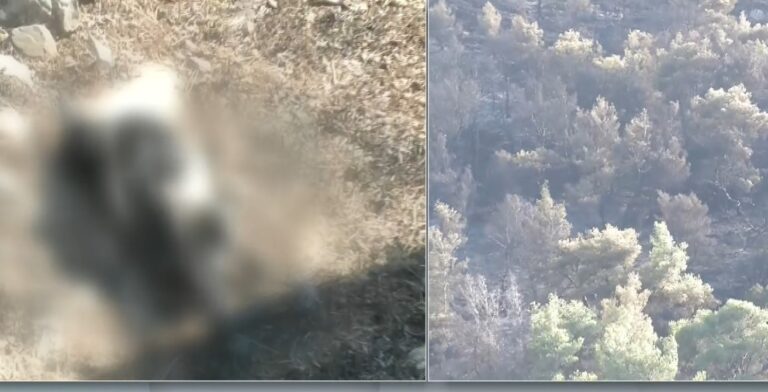 Υπό έλεγχο τέθηκε η πυρκαγιά στο Γραμματικό – Πιθανή αιτία βραχυκύκλωμα από καρακάξα σε καλώδιο της ΔΕΗ