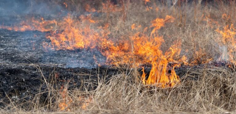 Υπό μερικό έλεγχο η πυρκαγιά στον Πτελεό Μαγνησίας – Επιχείρησαν πυροσβεστικές δυνάμεις και εθελοντές